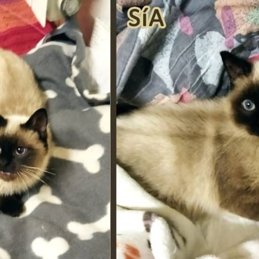 Sía, en adopción