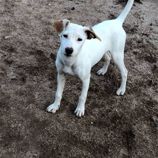 Légolas, en adopción