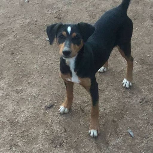 Aragorn, en adopción