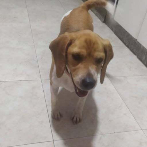 Hakan, en adopción