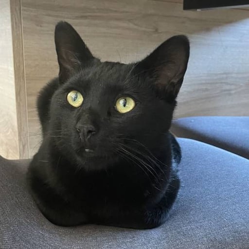 Rumi y sus hermanos, en adopción