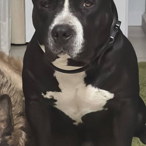 Rolo, en adopción