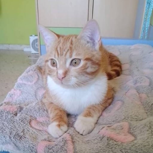 Winnie, en adopción