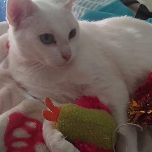 Nina, en adopción