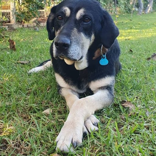 Milo, en adopción