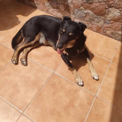Rox, en adopción