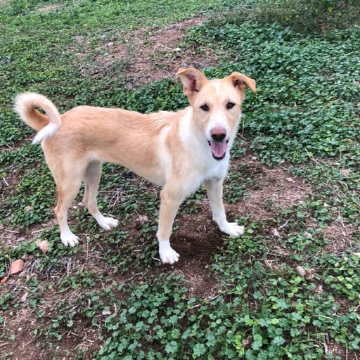Troya, en adopción