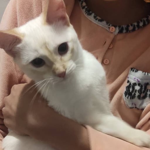 Milo y luna, en adopción