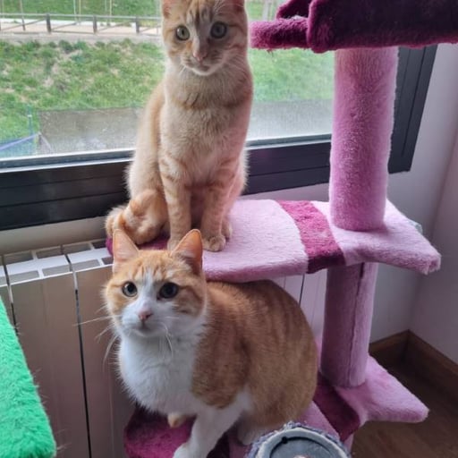 Uxia y ariel, en adopción