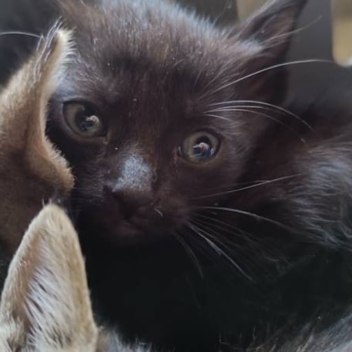 5 gatitos bebes, en adopción