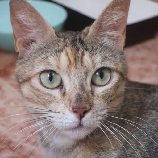 Miga, en adopción