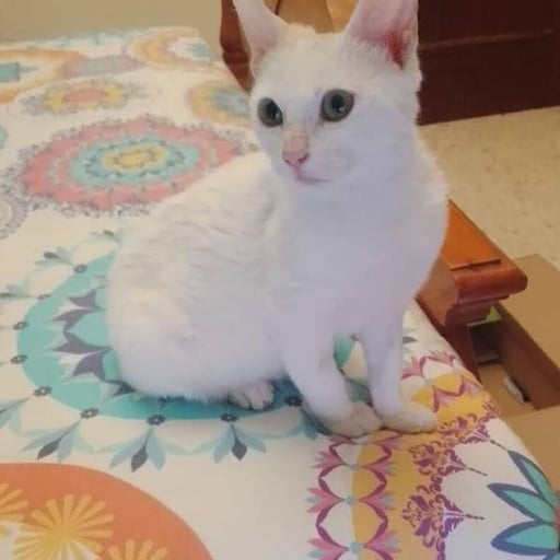 Otto, en adopción