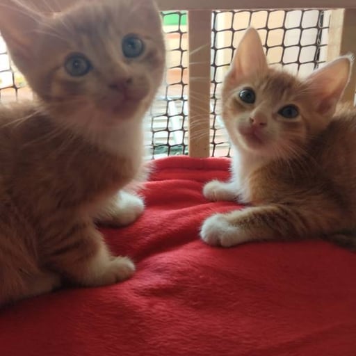 Dakar y honey, en adopción