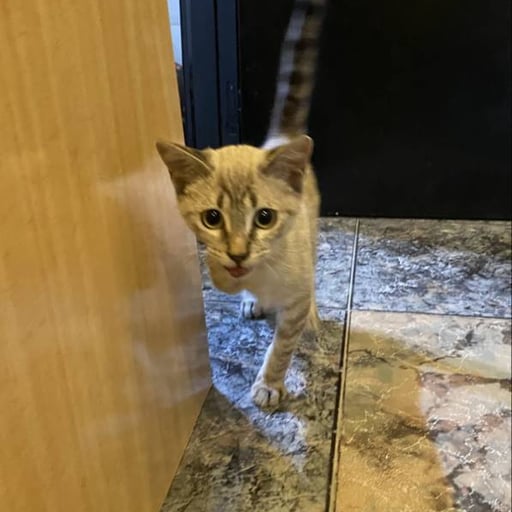 Lolo, en adopción