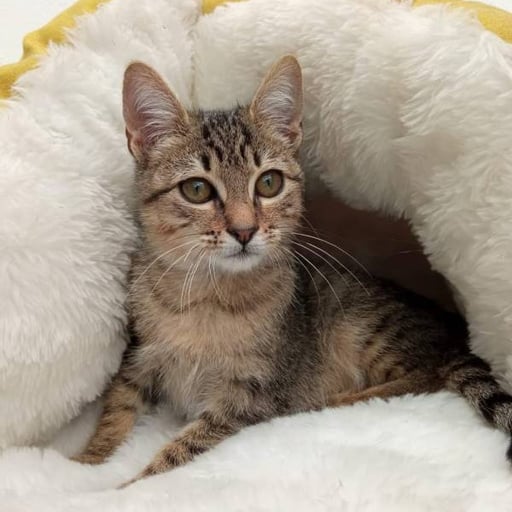 Milo, en adopción