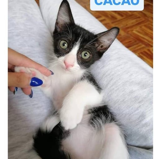 Cacao, en adopción