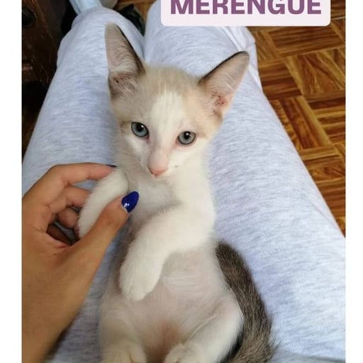 Merengue, en adopción