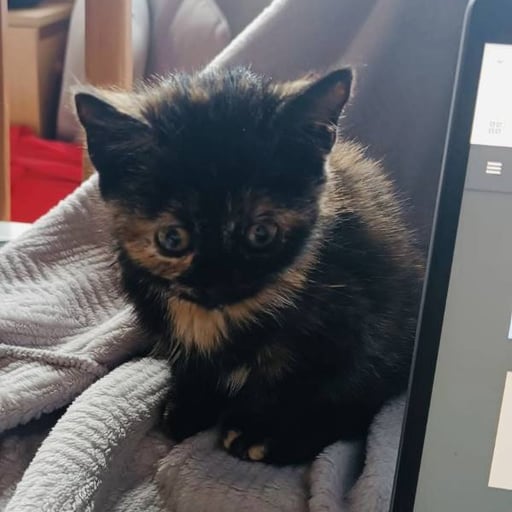 Amanda, en adopción