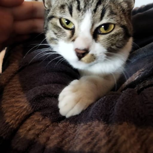 Misa, en adopción