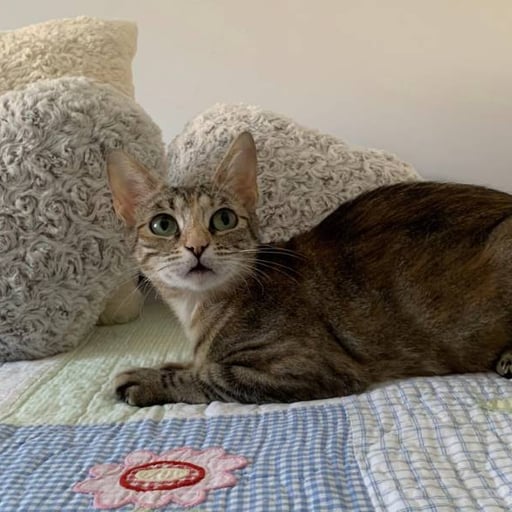Nani, en adopción