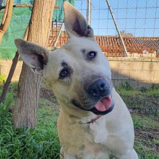 Dora, en adopción