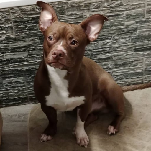 Pistacho, en adopción