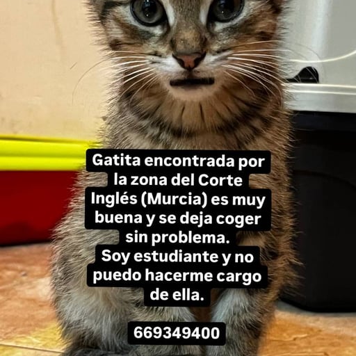 Roma, en adopción