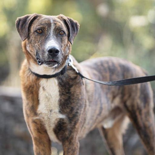 Arnold, en adopción