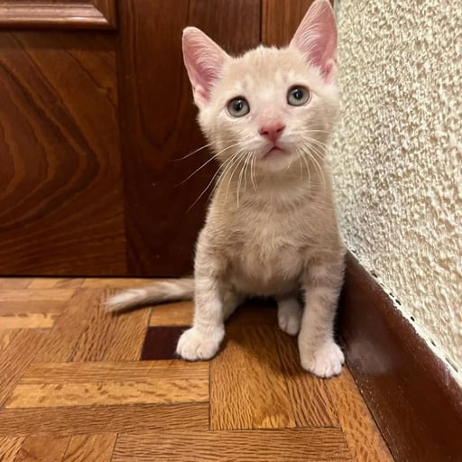 Bloom, en adopción