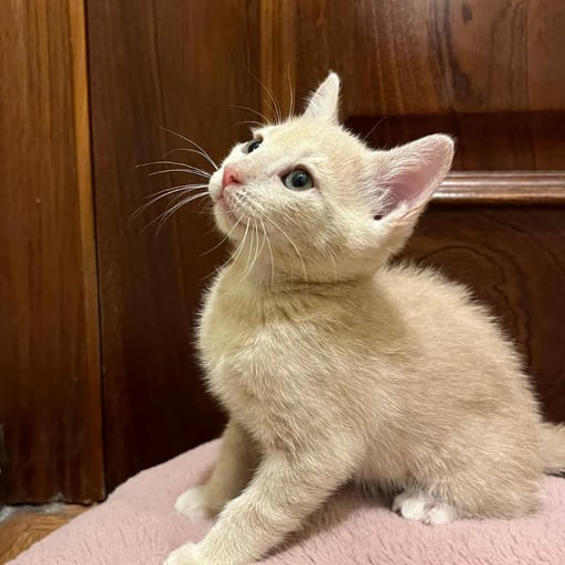 Musa, en adopción