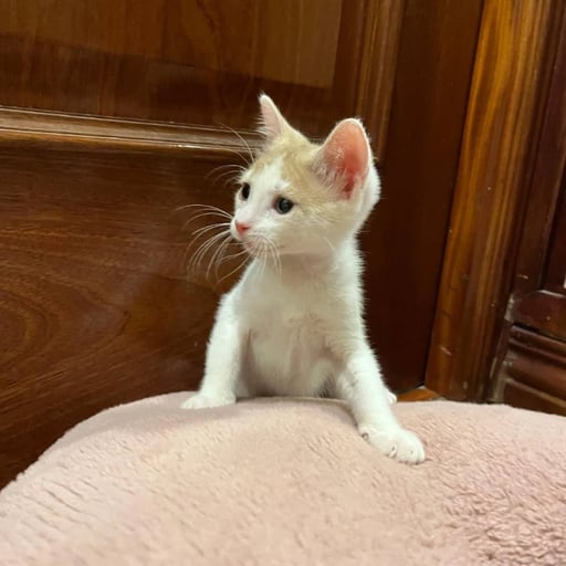 Flora, en adopción