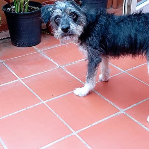 Taqui, en adopción