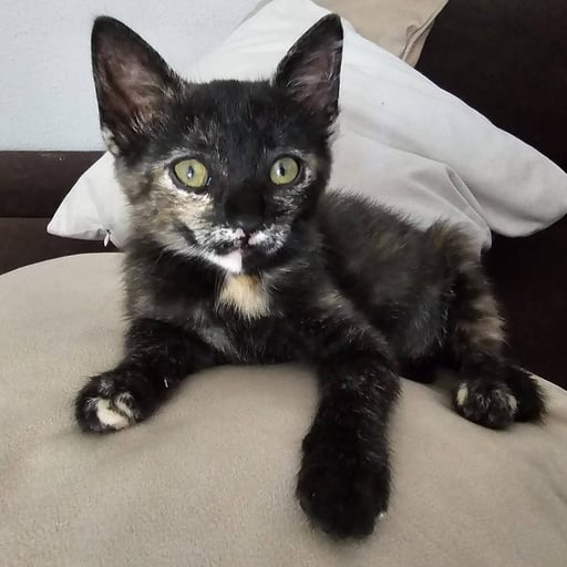 MOLLY, en adopción