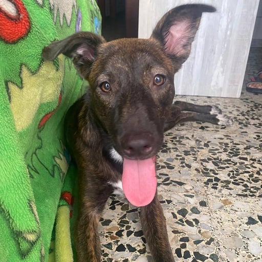 MÍA, en adopción