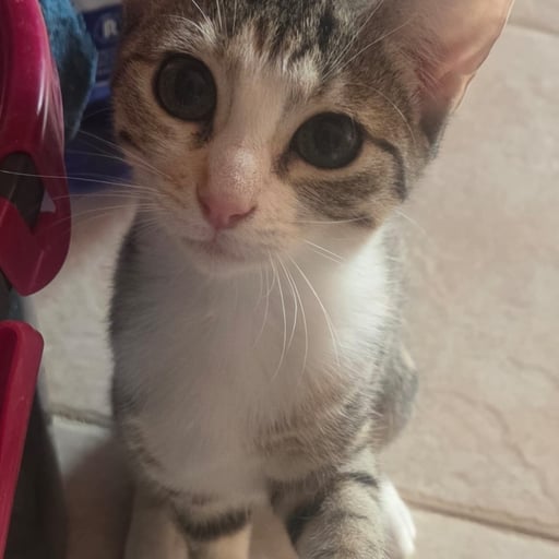 CARLA, en adopción