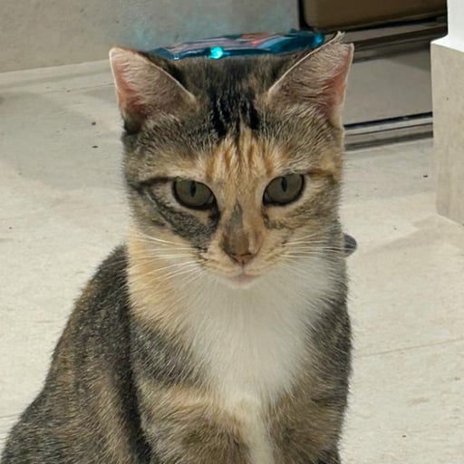 PISPAS, en adopción