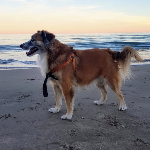 Choco, en adopción