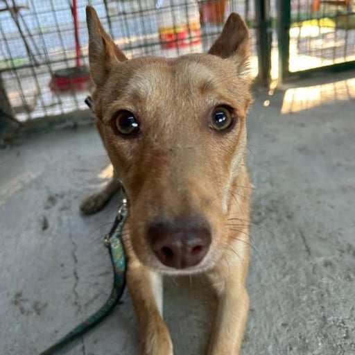 Noelia, en adopción
