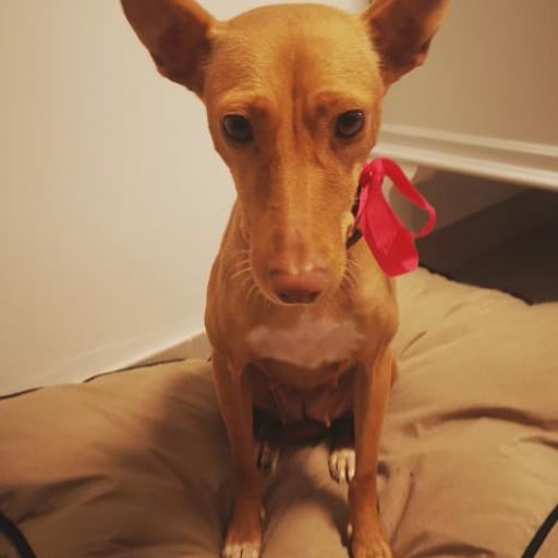 Brenda, en adopción