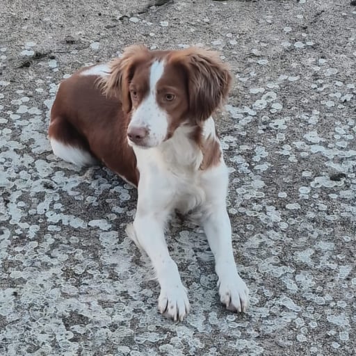 RIO, en adopción