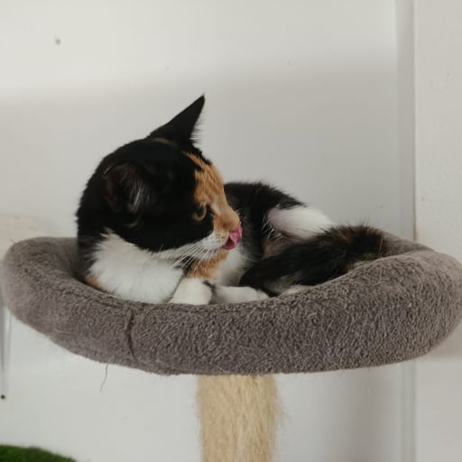 LINDA, en adopción