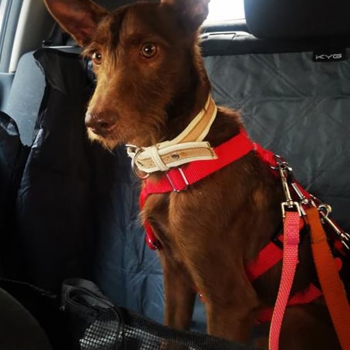 Tony, en adopción
