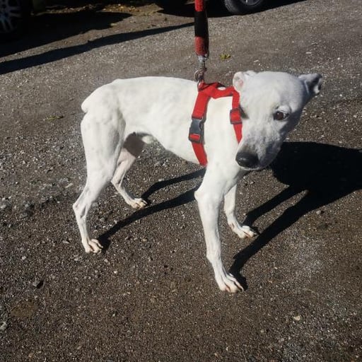 Sabina, en adopción