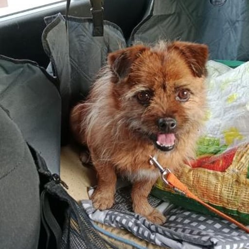 Mauricio, en adopción