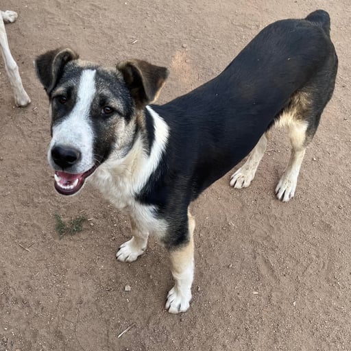 Rufián, en adopción