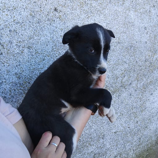 GINNI, RON Y MINERVA, en adopción
