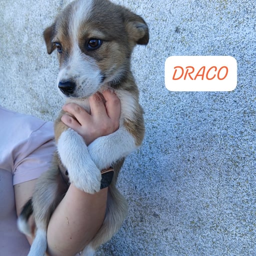 DRACO Y HERMIONE, en adopción