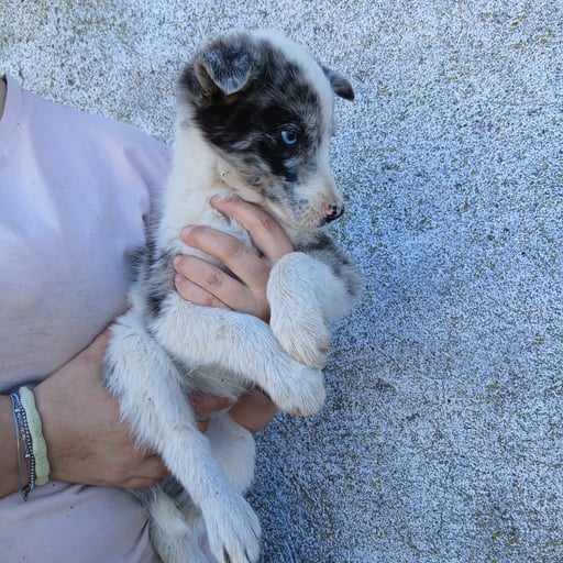 PERLA, en adopción