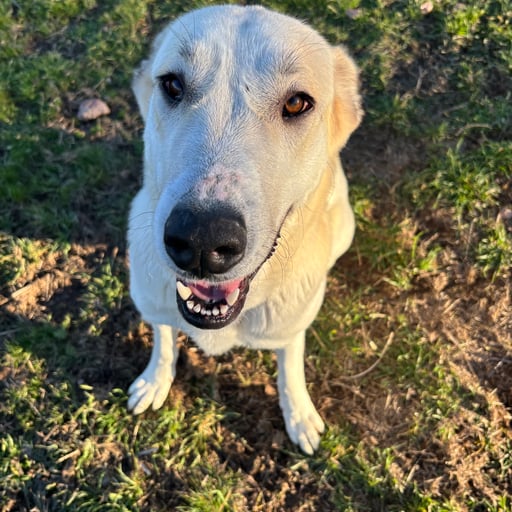 LUCY, en adopción