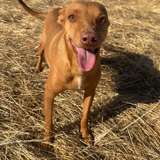 PALITO, en adopción